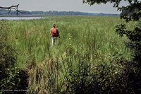 潮汐偏光沼澤(鹽草草-奧爾尼三方低內沼澤)— CEGL 006612 潮汐偏光沼澤(鹽草草-奧爾尼三方低內沼澤)— CEGL 006612