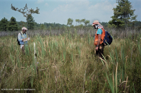 風潮低角沼澤 (爬蟲-牛舌箭頭型) — CEGL 004628 風潮低角沼澤 (爬蟲-牛舌箭頭型) — CEGL 004628
