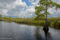 風潮低角沼澤 (爬蟲-牛舌箭頭型)-CEGL 004628 風潮低角沼澤 (爬蟲-牛舌箭頭型)-CEGL 004628