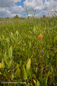 風潮低角沼澤 (爬蟲-牛舌箭頭型)-CEGL 004628 風潮低角沼澤 (爬蟲-牛舌箭頭型)-CEGL 004628