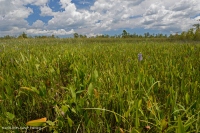 風潮低角沼澤 (爬蟲-牛舌箭頭型)-CEGL 004628 風潮低角沼澤 (爬蟲-牛舌箭頭型)-CEGL 004628