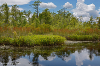 風潮低角沼澤 (爬蟲-牛舌箭頭型)-CEGL 004628 風潮低角沼澤 (爬蟲-牛舌箭頭型)-CEGL 004628