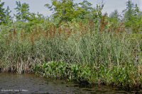 風潮低角沼澤 (爬蟲-牛舌箭頭型) — CEGL 004628 風潮低角沼澤 (爬蟲-牛舌箭頭型) — CEGL 004628