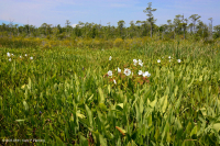 風潮低角沼澤 (爬蟲-牛舌箭頭型)-CEGL 004628 風潮低角沼澤 (爬蟲-牛舌箭頭型)-CEGL 004628