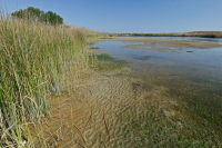 風潮低角沼澤 (爬蟲-牛舌箭頭型) — CEGL 004628 風潮低角沼澤 (爬蟲-牛舌箭頭型) — CEGL 004628