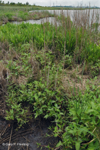 風潮低角沼澤 (爬蟲-牛舌箭頭型) — CEGL 004628 風潮低角沼澤 (爬蟲-牛舌箭頭型) — CEGL 004628