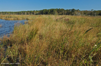 風潮低角沼澤 (爬蟲-牛舌箭頭型) — CEGL 004628 風潮低角沼澤 (爬蟲-牛舌箭頭型) — CEGL 004628