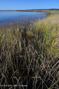 風潮低角沼澤 (爬蟲-牛舌箭頭型) — CEGL 004628 風潮低角沼澤 (爬蟲-牛舌箭頭型) — CEGL 004628