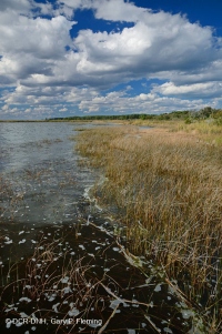 風潮低角沼澤 (爬蟲-牛舌箭頭型) — CEGL 004628 風潮低角沼澤 (爬蟲-牛舌箭頭型) — CEGL 004628