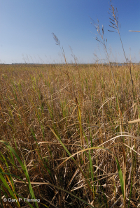 風潮低沉沼(大繩草型)— CEGL 007741 風潮低沉沼(大繩草型)— CEGL 007741