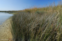 風潮低沉沼澤(黑針式)— CEGL 004660 風潮低沉沼澤(黑針式)— CEGL 004660