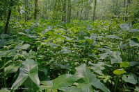 淡水潮濕硬木沼澤 — CEGL 006287 淡水潮濕硬木沼澤 — CEGL 006287