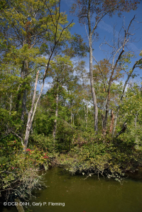 淡水潮濕硬木沼澤 — CEGL 006287 淡水潮濕硬木沼澤 — CEGL 006287