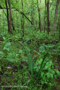 淡水潮濕硬木沼澤 — CEGL 006287 淡水潮濕硬木沼澤 — CEGL 006287