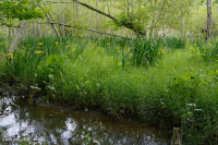 淡水潮濕硬木沼澤 — CEGL 006287 淡水潮濕硬木沼澤 — CEGL 006287