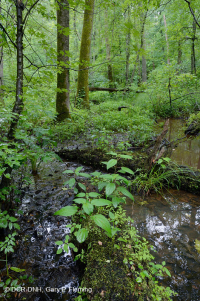 淡水潮濕硬木沼澤 — CEGL 006287 淡水潮濕硬木沼澤 — CEGL 006287