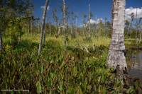 淡水潮濕硬木沼澤 — CEGL 006287 淡水潮濕硬木沼澤 — CEGL 006287