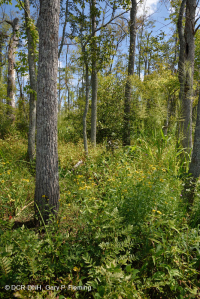 淡水潮濕硬木沼澤 — CEGL 006287 淡水潮濕硬木沼澤 — CEGL 006287