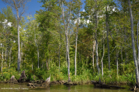 淡水潮濕硬木沼澤 — CEGL 006287 淡水潮濕硬木沼澤 — CEGL 006287