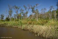 淡水潮濕硬木沼澤 — CEGL 006287 淡水潮濕硬木沼澤 — CEGL 006287