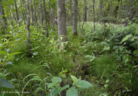 淡水潮濕硬木沼澤 — CEGL 006287 淡水潮濕硬木沼澤 — CEGL 006287