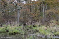 淡水潮濕硬木沼澤 — CEGL 006287 淡水潮濕硬木沼澤 — CEGL 006287