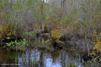 淡水潮濕硬木沼澤 — CEGL 006287 淡水潮濕硬木沼澤 — CEGL 006287