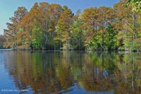 風潮流圖佩洛-白柏樹沼澤 — CEGL 004651 風潮流圖佩洛-白柏樹沼澤 — CEGL 004651