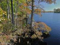 風潮流圖佩洛-白柏樹沼澤 — CEGL 004651 風潮流圖佩洛-白柏樹沼澤 — CEGL 004651