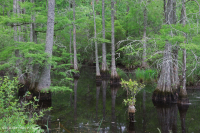 風潮流圖佩洛-白柏樹沼澤 — CEGL 004651 風潮流圖佩洛-白柏樹沼澤 — CEGL 004651