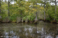 Wind-Tidal Tupelo - Bald Cypress Swamp - CEGL004651 Wind-Tidal Tupelo - Bald Cypress Swamp - CEGL004651