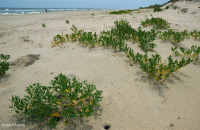 北大西洋上海灘/過洗公寓-CEGL 004400 北大西洋上海灘/過洗公寓-CEGL 004400