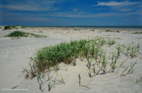 北大西洋上海灘/過洗公寓-CEGL 004400<br />
  北大西洋上海灘/過洗公寓-CEGL 004400<br />