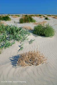 北大西洋上海灘/過洗公寓-CEGL 004400 北大西洋上海灘/過洗公寓-CEGL 004400