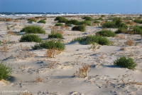 北大西洋上海灘/過洗公寓-CEGL 004400 北大西洋上海灘/過洗公寓-CEGL 004400