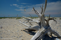 北大西洋上海灘/過洗公寓-CEGL 004400 北大西洋上海灘/過洗公寓-CEGL 004400