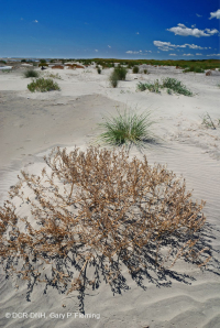 北大西洋上海灘/過洗公寓-CEGL 004400 北大西洋上海灘/過洗公寓-CEGL 004400