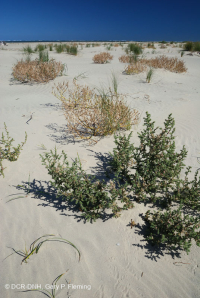 北大西洋上海灘/過洗公寓-CEGL 004400 北大西洋上海灘/過洗公寓-CEGL 004400