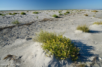 北大西洋上海灘/過洗公寓-CEGL 004400 北大西洋上海灘/過洗公寓-CEGL 004400