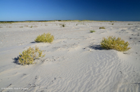 北大西洋上海灘/過洗公寓-CEGL 004400 北大西洋上海灘/過洗公寓-CEGL 004400