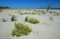 北大西洋上海灘/過洗公寓-CEGL 004400 北大西洋上海灘/過洗公寓-CEGL 004400