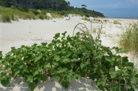 北大西洋上海灘/過洗公寓-CEGL 004400 北大西洋上海灘/過洗公寓-CEGL 004400