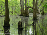 落葉杉 - 水黃楊棕水沼澤 – CEGL 007431 落葉杉 - 水黃楊棕水沼澤 – CEGL 007431