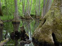 落葉杉 - 水黃楊棕水沼澤 – CEGL 007431 落葉杉 - 水黃楊棕水沼澤 – CEGL 007431