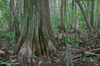 落葉杉 - 水黃楊棕水沼澤 – CEGL 007431 落葉杉 - 水黃楊棕水沼澤 – CEGL 007431