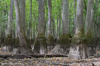 落葉杉 - 水黃楊棕水沼澤 – CEGL 007431 落葉杉 - 水黃楊棕水沼澤 – CEGL 007431