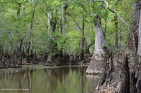 落葉杉 - 水黃楊棕水沼澤 – CEGL 007431 落葉杉 - 水黃楊棕水沼澤 – CEGL 007431