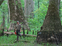 落葉杉 - 水黃楊棕水沼澤 – CEGL 007431 落葉杉 - 水黃楊棕水沼澤 – CEGL 007431