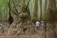 落葉杉 - 水黃楊棕水沼澤 – CEGL 007431 落葉杉 - 水黃楊棕水沼澤 – CEGL 007431