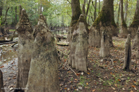 落葉杉 - 水黃楊棕水沼澤 – CEGL 007431 落葉杉 - 水黃楊棕水沼澤 – CEGL 007431